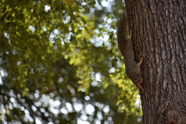 人隊的比賽 人隊的比賽